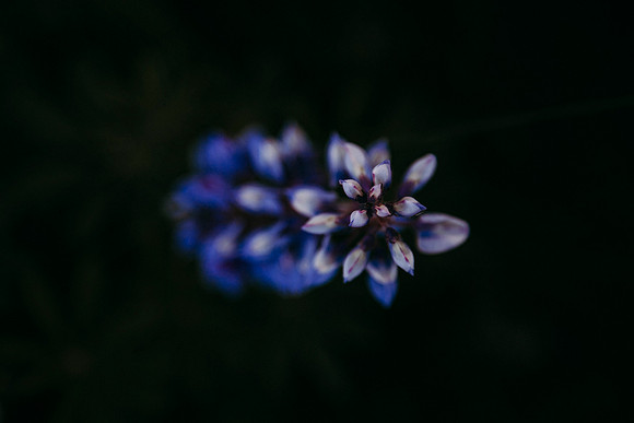Lupine