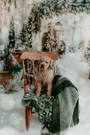 mrice xmas 202539