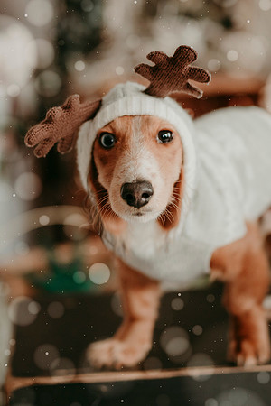 Tank Xmas 202510
