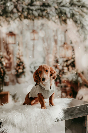 Tank Xmas 202517