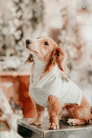 Tank Xmas 202537