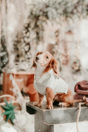 Tank Xmas 202538