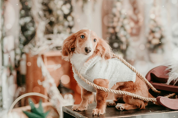 Tank Xmas 202539