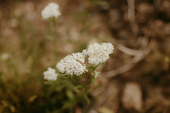 Colorado11