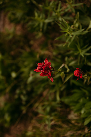 Colorado54