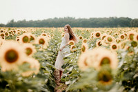 Sunflower20