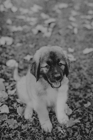 McKenna Fall48bw